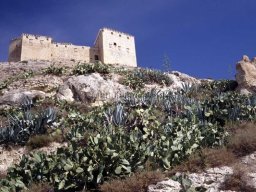 Mula Antigua serie-2